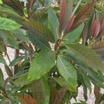 Eriobotrya deflexa STD