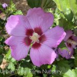 Hibiscus syriacus 'Minerva' STD