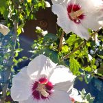 Hibiscus syriacus 'Red Heart' STD