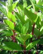 Hydrangea paniculata 'Pinky Winky' STD - Image 2