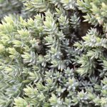 Juniperus procumbens 'Nana' STD