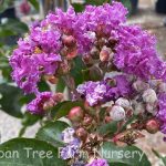 Lagerstroemia indica 'Catawba' STD