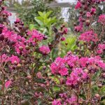 Lagerstroemia indica 'Centenial Spirit' STD