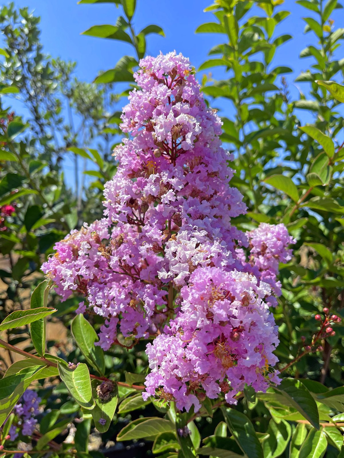 Lagerstroemia indica Muskogee STD a scaled