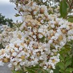 Lagerstroemia indica 'Natchez' STD