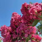 Lagerstroemia indica 'Tuscarora' STD