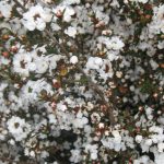 Leptospermum scoparium 'White' STD