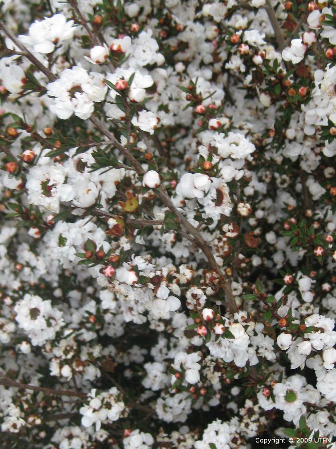 Leptospermum-scoparium-White-STD Leptospermum scoparium 'White' STD - Image 1