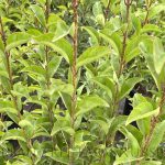 Ligustrum japonicum STD