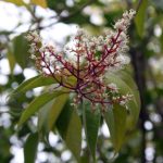 Ligustrum lucidum STD