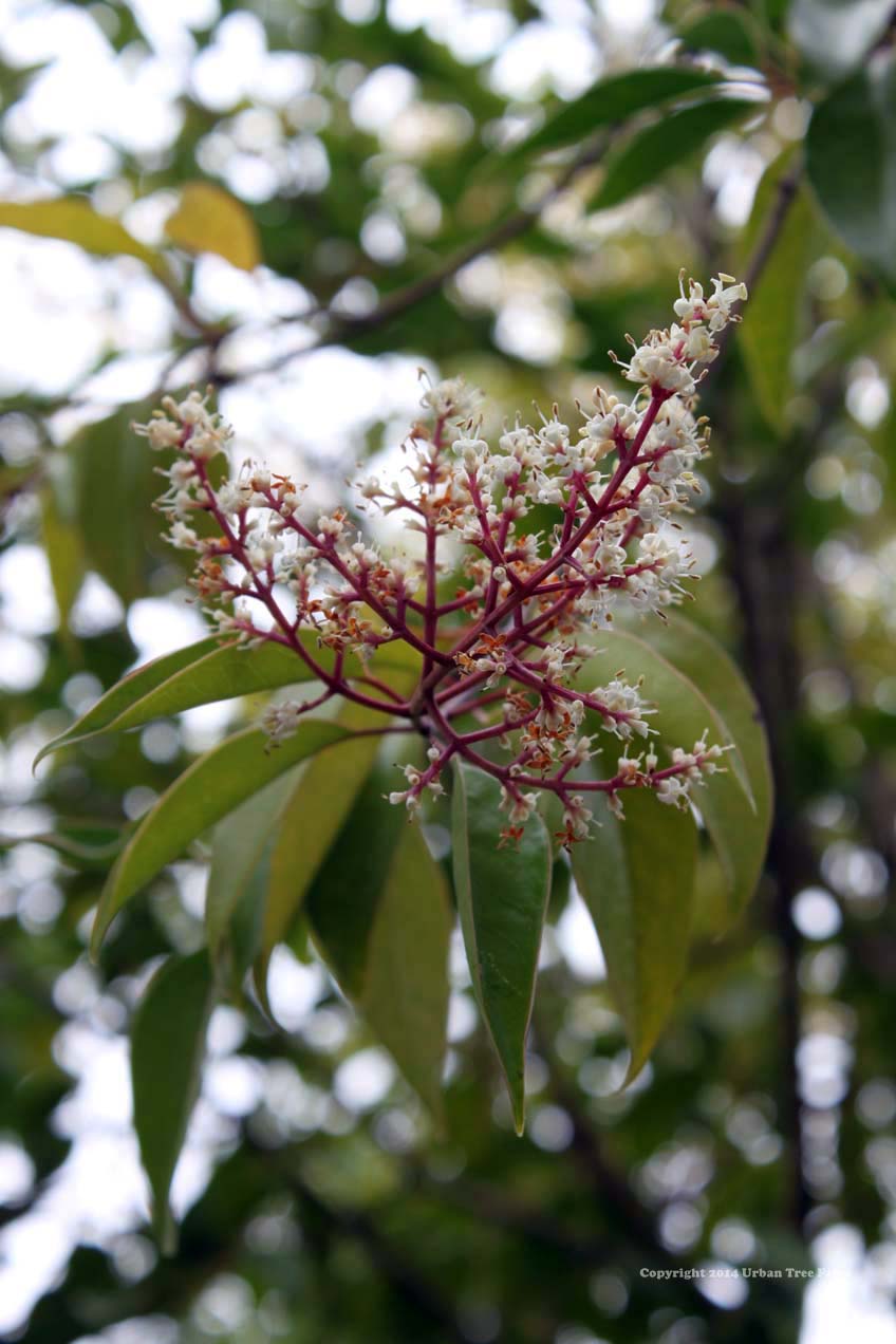 Ligustrum-lucidum-STD Ligustrum lucidum STD - Image 1