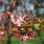Malus floribunda MULTI
