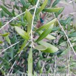 Olea europaea 'Arbequina' STD