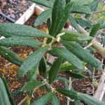 Olea europaea 'Sevillano/Queen' STD