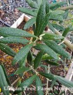 Olea europaea 'Sevillano/Queen' STD