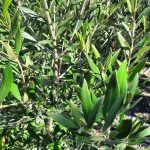 Olea europaea 'Wilsoni' STD