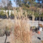 Pennisetum x 'Fairy Tails'