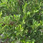 Prunus caroliniana 'Bright-n-Tight' STD