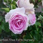 Rosa 'Arctic Blue' STD