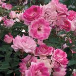 Rosa 'Brilliant Pink Iceberg'