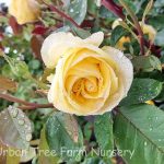 Rosa 'Ch-Ching!' STD