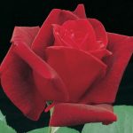 Rosa 'Chrysler Imperial' STD