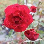 Rosa 'Don Juan' CL TRELLIS