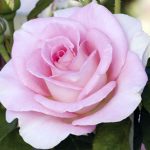 Rosa 'Falling In Love' STD