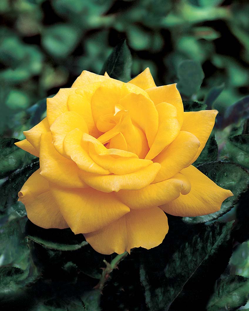 Rosa-Henry-Fonda-STD Rosa 'Henry Fonda' STD - Image 1