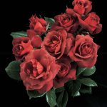 Rosa 'Hot Cocoa' STD