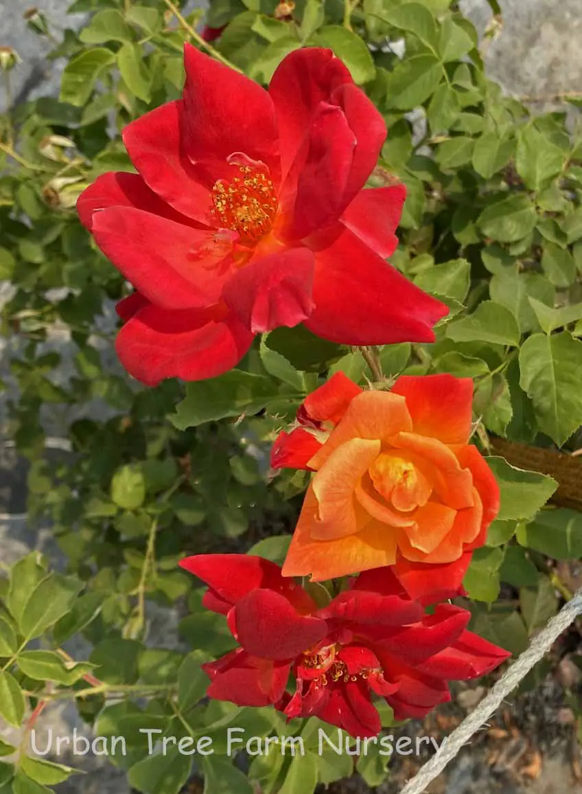 Rosa 'Joseph's Coat' CL TRELLIS | Urban Tree Farm Nursery