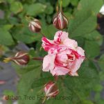 Rosa 'Scentimental' STD