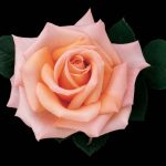 Rosa 'Sunset Celebration'