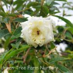 Rosa banksiae 'Alba Plena' TRELLIS