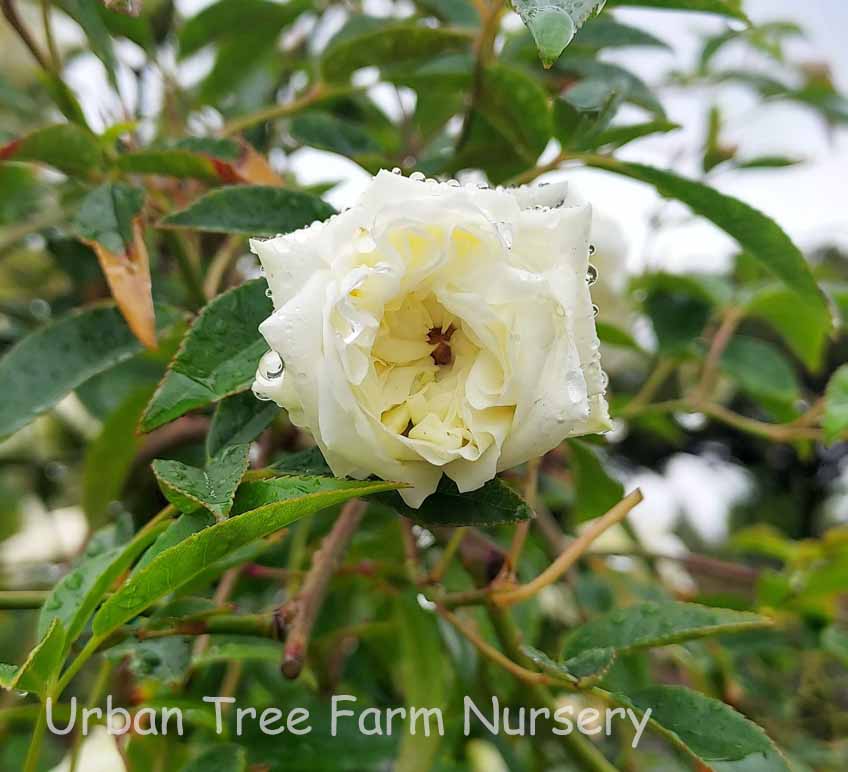 Rosa-banksiae-Alba-Plena-TRELLIS-a Rosa banksiae 'Alba Plena' TRELLIS - Image 1