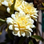Rosa banksiae 'Lutea' TRELLIS