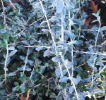 Teucrium fruticans 'Azureum'