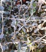Teucrium fruticans 'Azureum' - Image 2