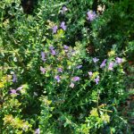 Westringia fruticosa 'Blue Gem'