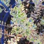 Westringia fruticosa 'Morning Light'