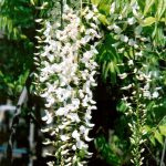 Wisteria sinensis 'White' STD