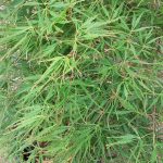 Acer palmatum 'Spring Delight'