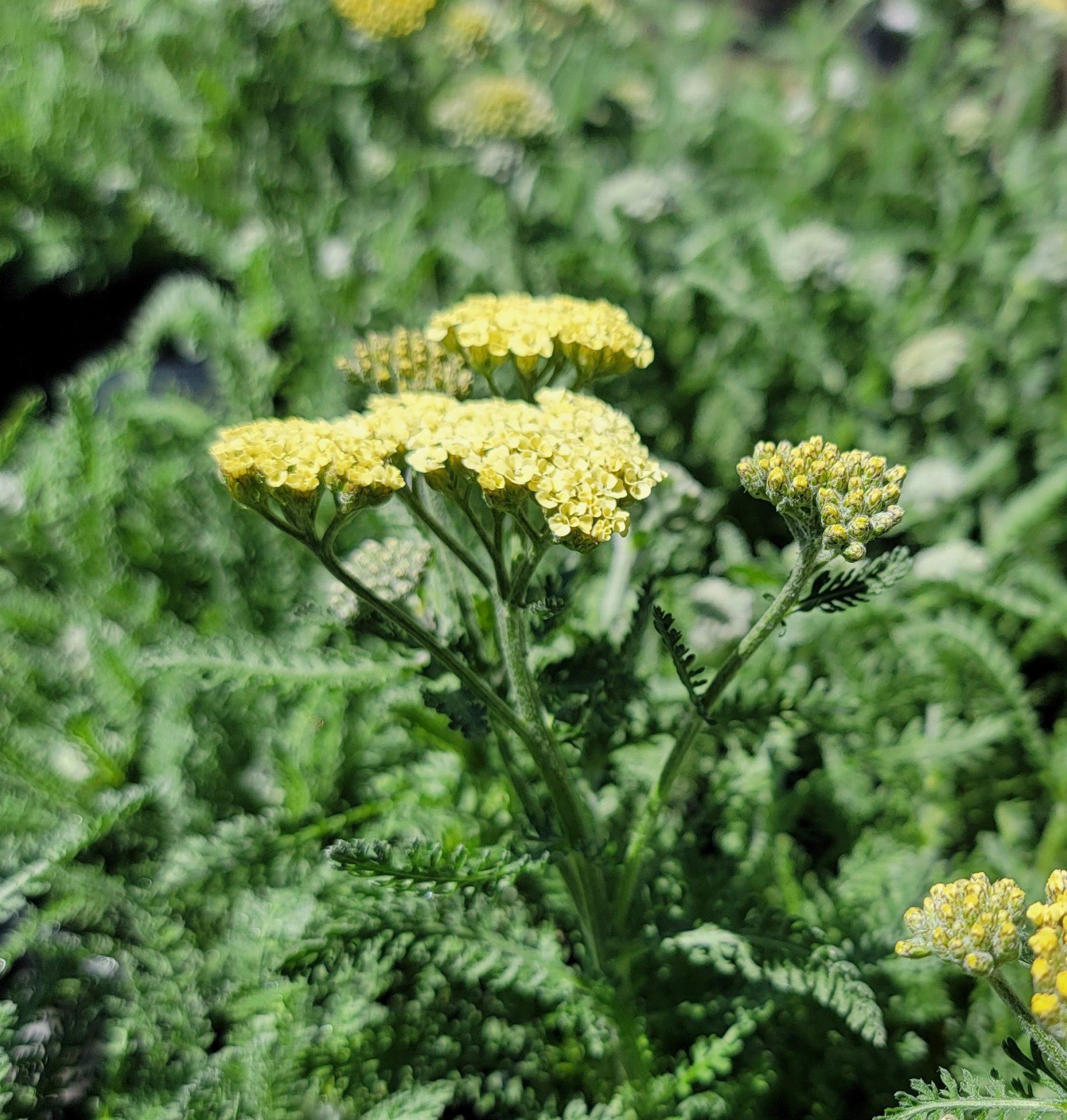 Achillea millefolium 'Moon Dust' | Urban Tree Farm Nursery