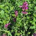 Agastache 'Heatwave'