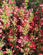 Agastache x 'Kudos Red'