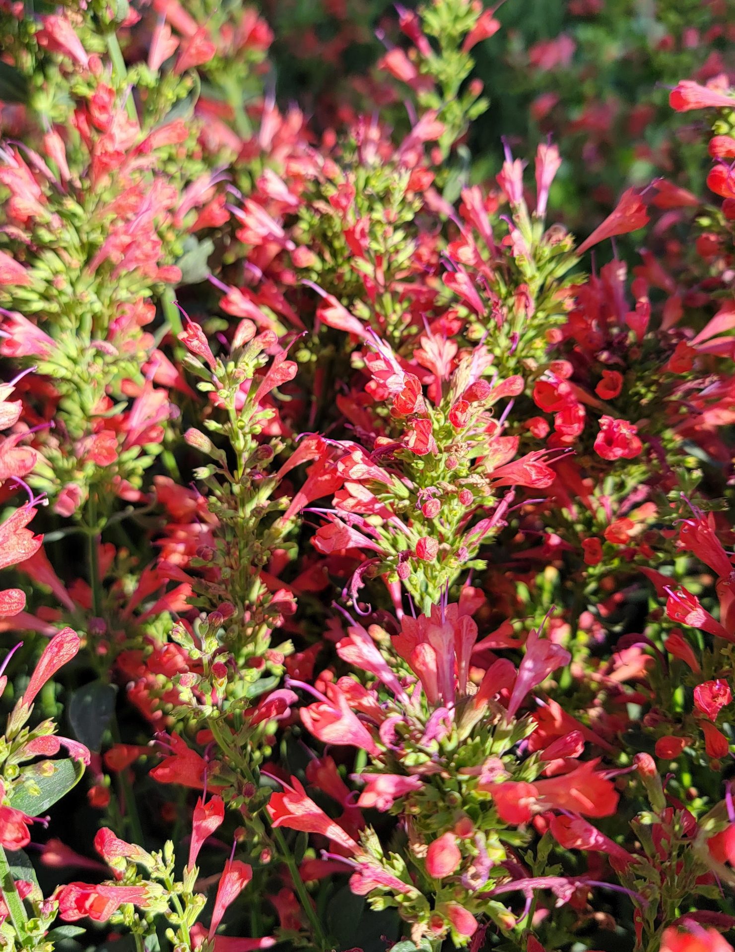 Agastache-x-Kudos-Red-a Agastache x 'Kudos Red' - Image 1