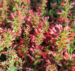 Agastache x 'Kudos Red' - Image 2