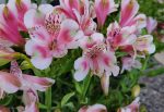 Alstroemeria 'Meyer's White'