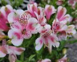 Alstroemeria 'Meyer's White' - Image 2
