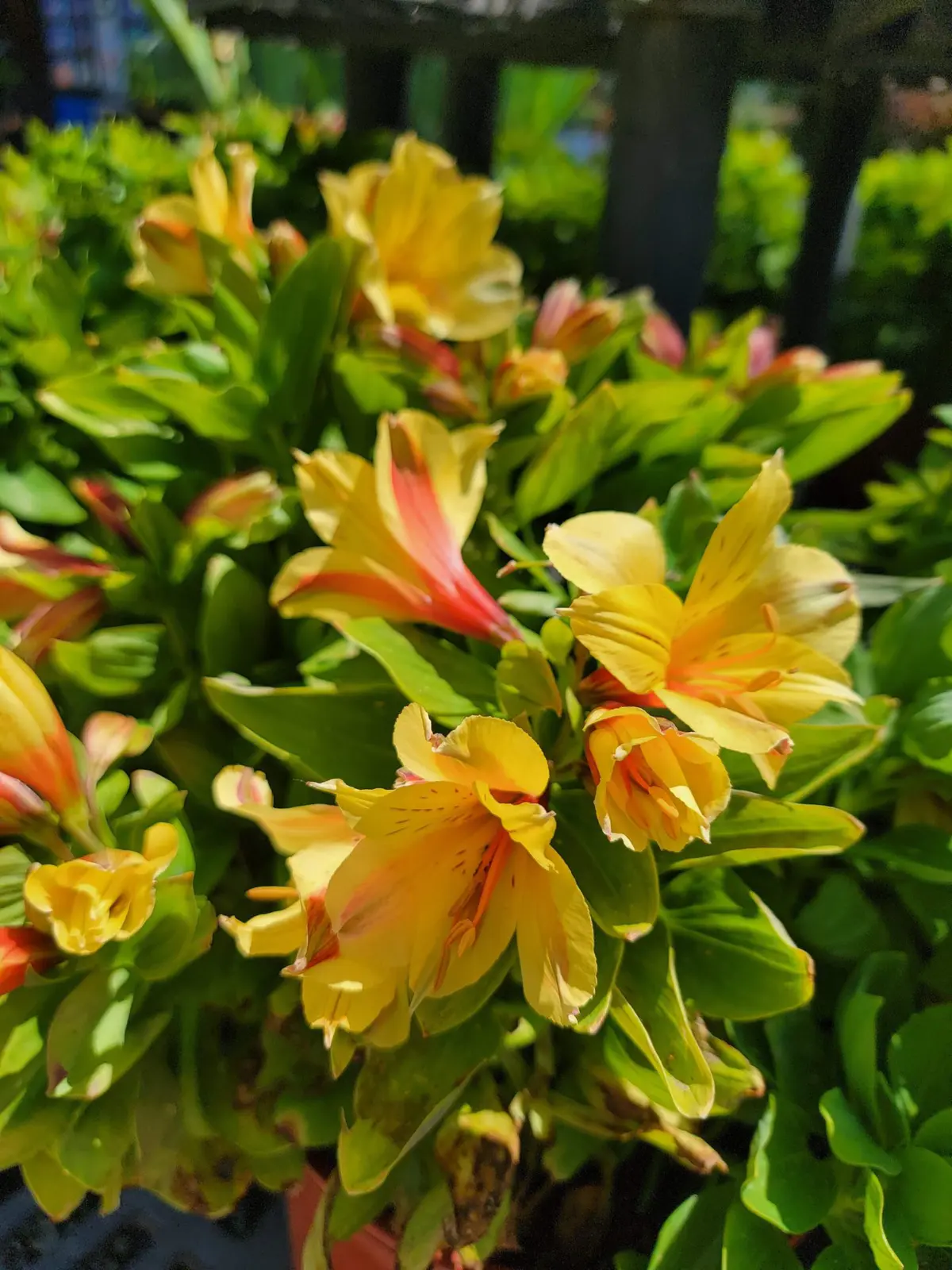 Alstroemeria 'Spring Valley' | Urban Tree Farm Nursery